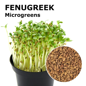 Fenugreek Microgreen