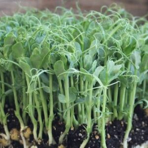 Peas Microgreen