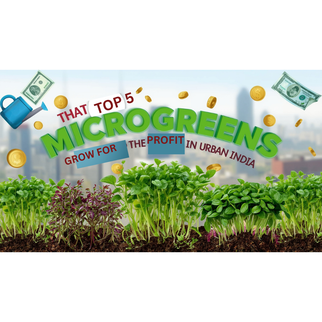 Top 5 Microgreens To Grow For The Profit In Urban India