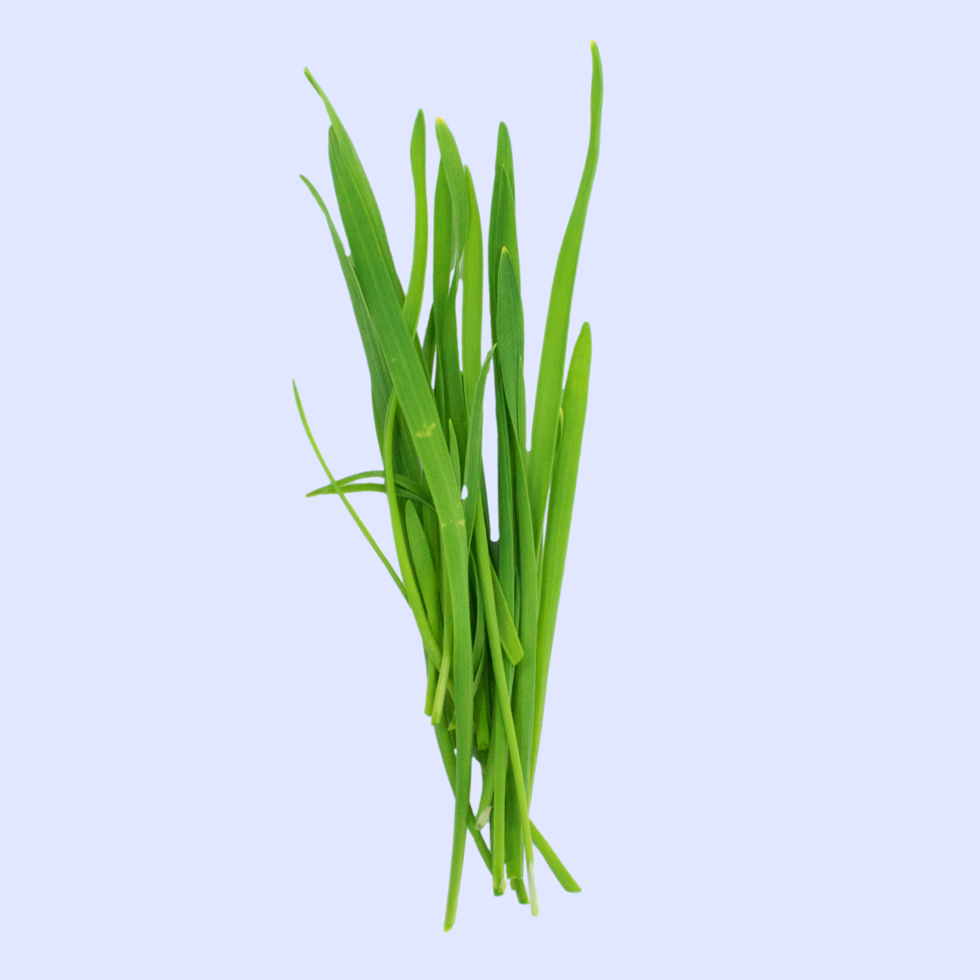 Wheatgrass Microgreen (with 20% discount) - Image 2
