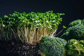 Broccoli Microgreen