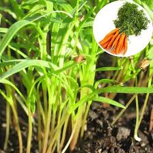 Carrot Microgreen