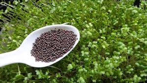 Green Mustards Microgreen