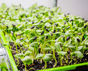 Sunflower Microgreen