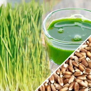 Wheatgrass Microgreen (with 20% discount) - Image 4