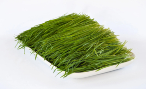 Wheatgrass Microgreen (with 20% discount) - Image 3