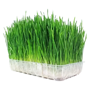 Wheatgrass Microgreen